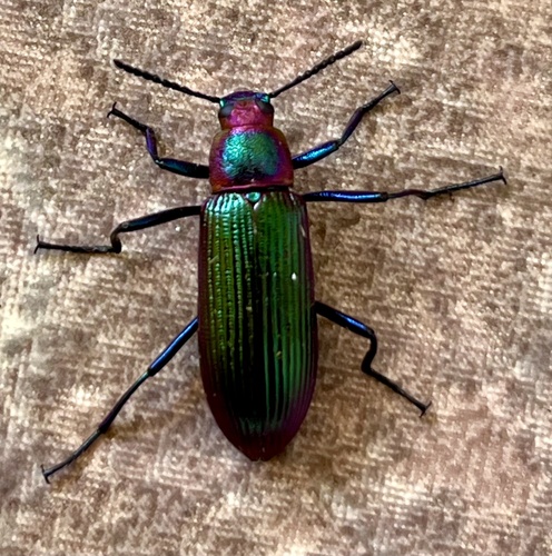 Strongylium auratum