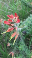 Castilleja fissifolia