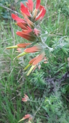 Castilleja fissifolia