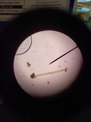 Pleurotaenium trabecula