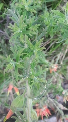 Castilleja fissifolia