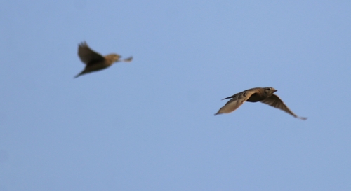Mongolian Short-toed Lark (Calandrella dukhunensis), photo 10