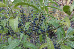 Melicytus lanceolatus