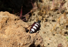 Pseudomeloe flavotibialis