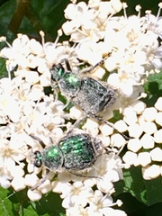 Trichiotinus lunulatus