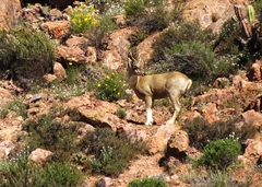 Hippocamelus antisensis