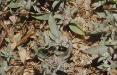 Atriplex coulteri