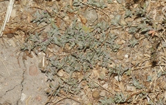 Atriplex coulteri
