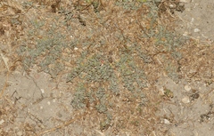 Atriplex coulteri