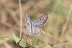 Tarucus balkanica