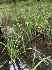 Carex lacustris