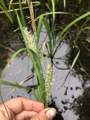 Carex lacustris