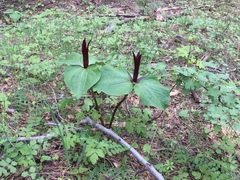 Trillium angustipetalum