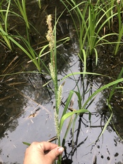 Carex lacustris
