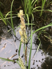 Carex lacustris