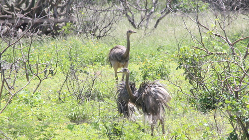 Rhea americana americana