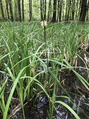 Carex lacustris