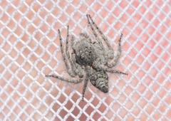 Hamataliwa grisea