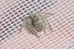 Hamataliwa grisea