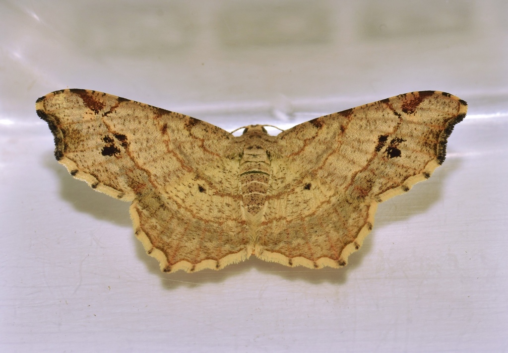 Chiasmia natalensis