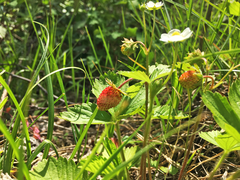 Fragaria vesca
