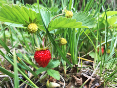Fragaria vesca