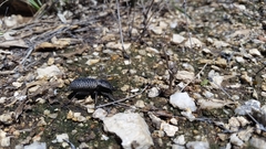 Cryptoglossa variolosa