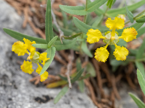 Aspicarpa hyssopifolia A. Gray