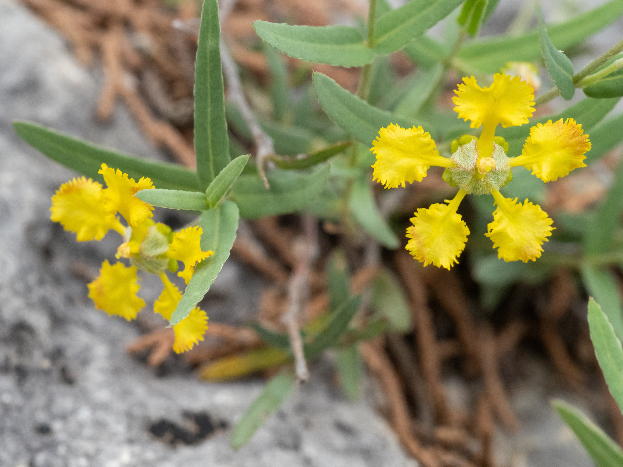 Aspicarpa hyssopifolia