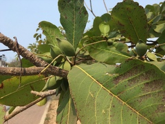 Terminalia catappa