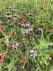 Monarda clinopodioides