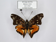 Euptera crowleyi centralis
