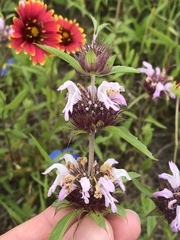 Monarda clinopodioides