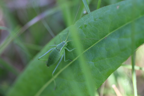 Isophya pyrenaea