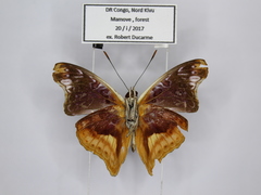 Euptera crowleyi centralis