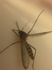 Culex erythrothorax