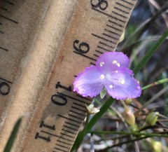 Callisia graminea