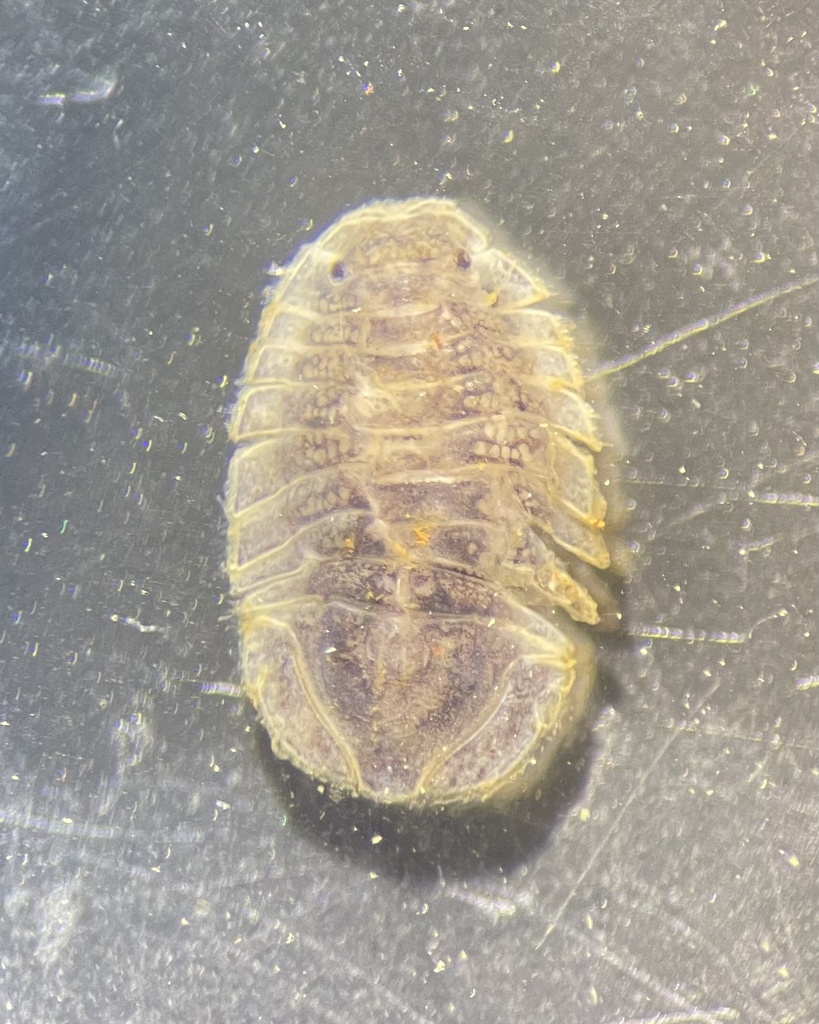 Cassidinidea ovalis