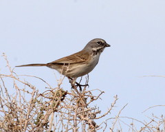 Artemisiospiza belli