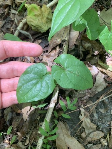 Florida yam (Dioscorea floridana)