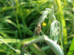 Stictopleurus minutus
