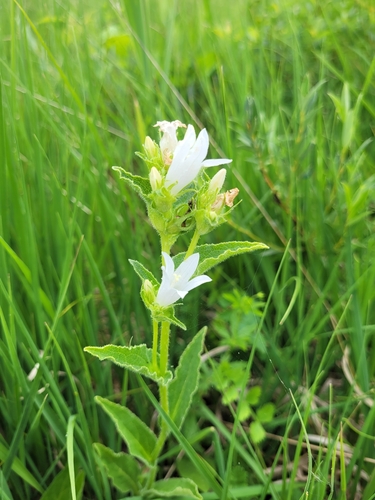 Campanula glomerata