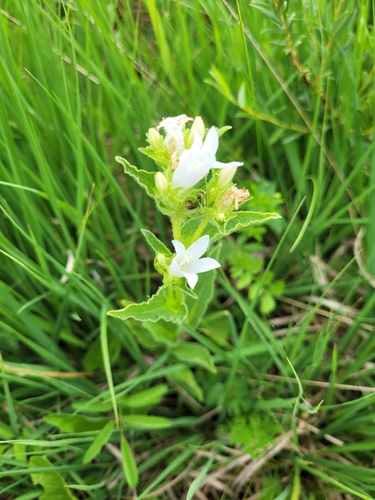 Campanula glomerata