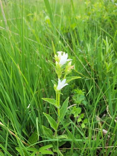 Campanula glomerata