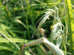 Stictopleurus minutus