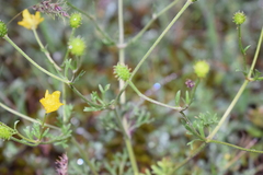 Ranunculus cicutarius
