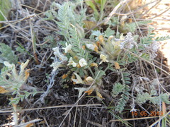Astragalus testiculatus
