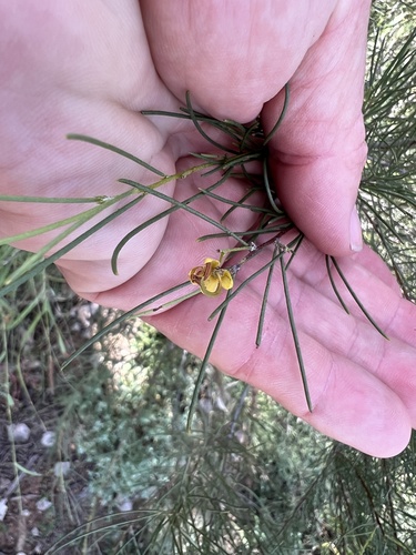 Senna circinnata observed 2024-06-05