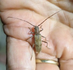 Brothylus gemmulatus