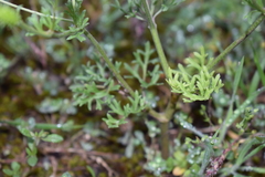 Ranunculus cicutarius